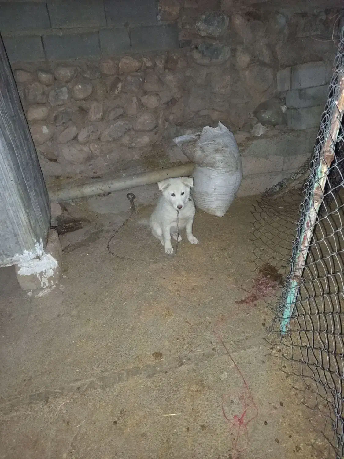 تول سگ|سگ|تهران, مخصوص|دیوار