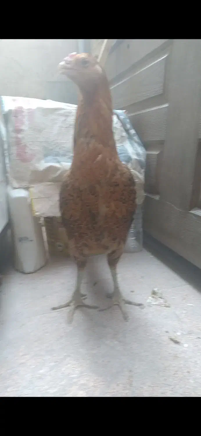 گوژپشت|حراج|مشهد, امیرآباد|دیوار