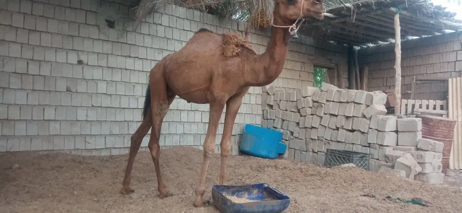 شتر نر|حیوانات مزرعه|قشم, |دیوار