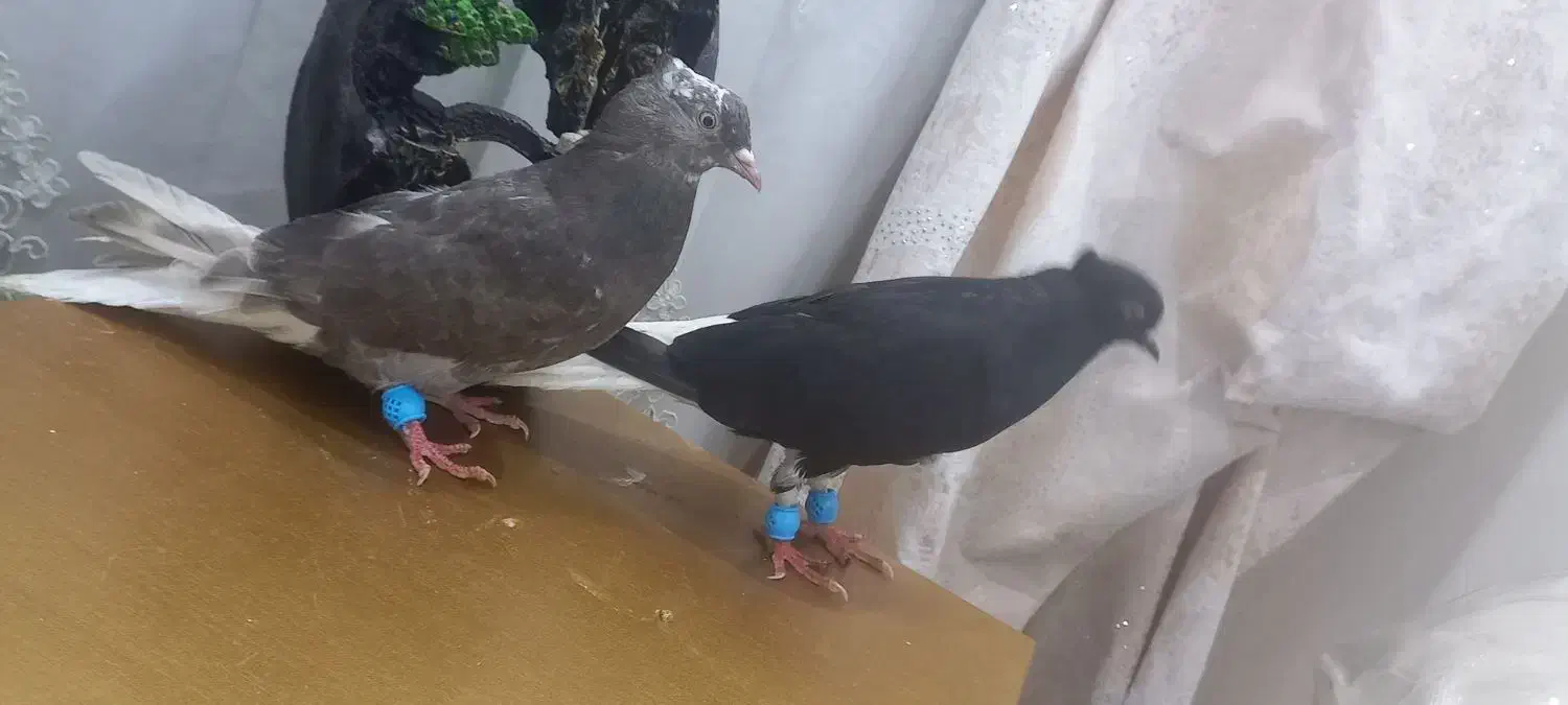 اشعل|پرنده|بندر ماهشهر, |دیوار