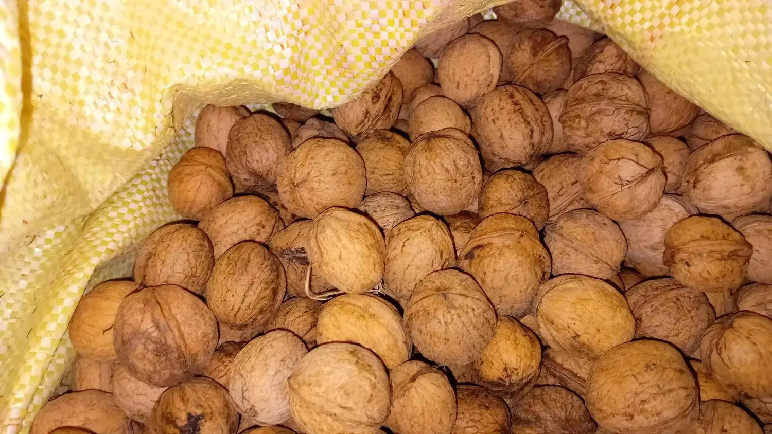 گردو معمولی|خوردنی و آشامیدنی|قره ضیاالدین, |دیوار
