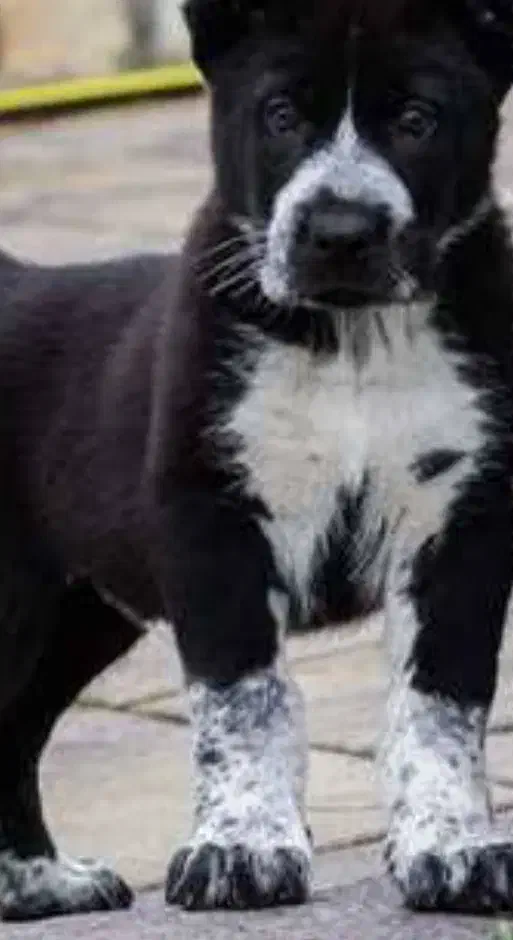 سگ نژاد دار|سگ|بهبهان, |دیوار