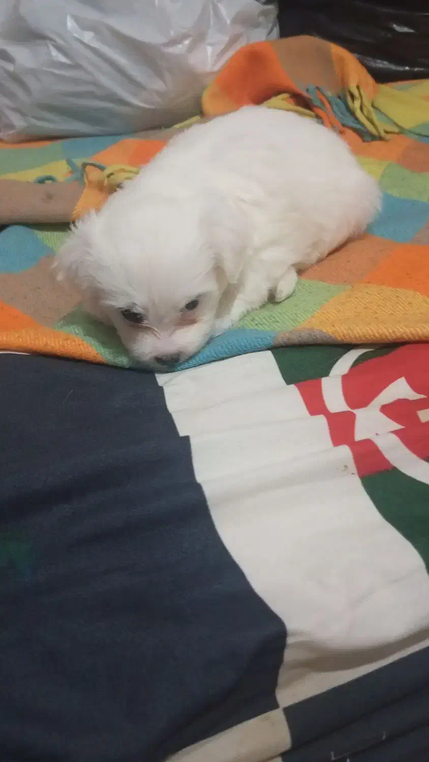 واگذاری تول شیتزو|سگ|آبادان, |دیوار