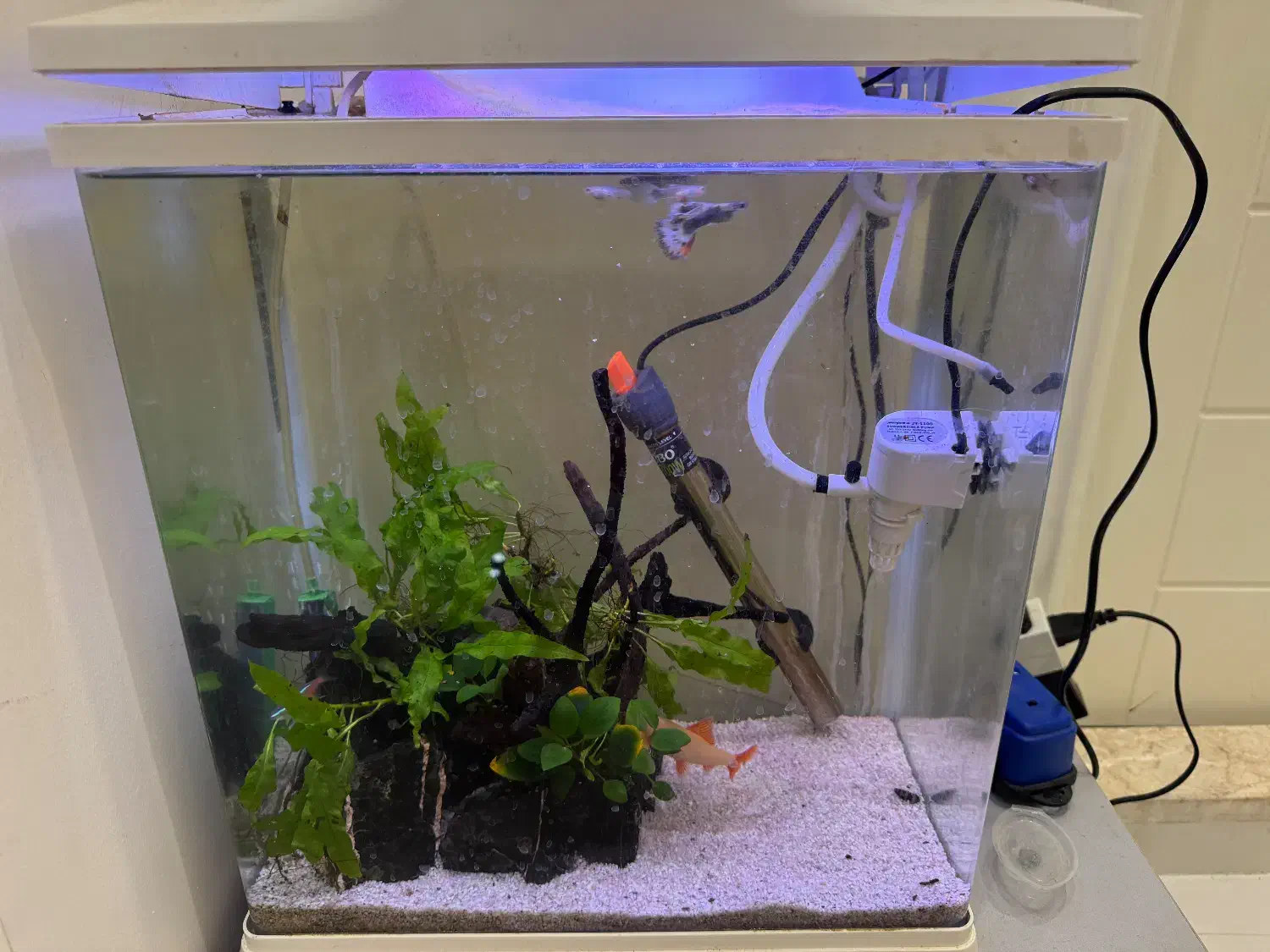 اکواریوم اماده با ماهی|ماهی|مشهد, نیروی هوایی|دیوار