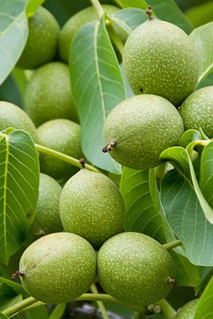 ـ فروش تمام رقم های گردو|خدمات باغبانی و درختکاری|سقز, |دیوار