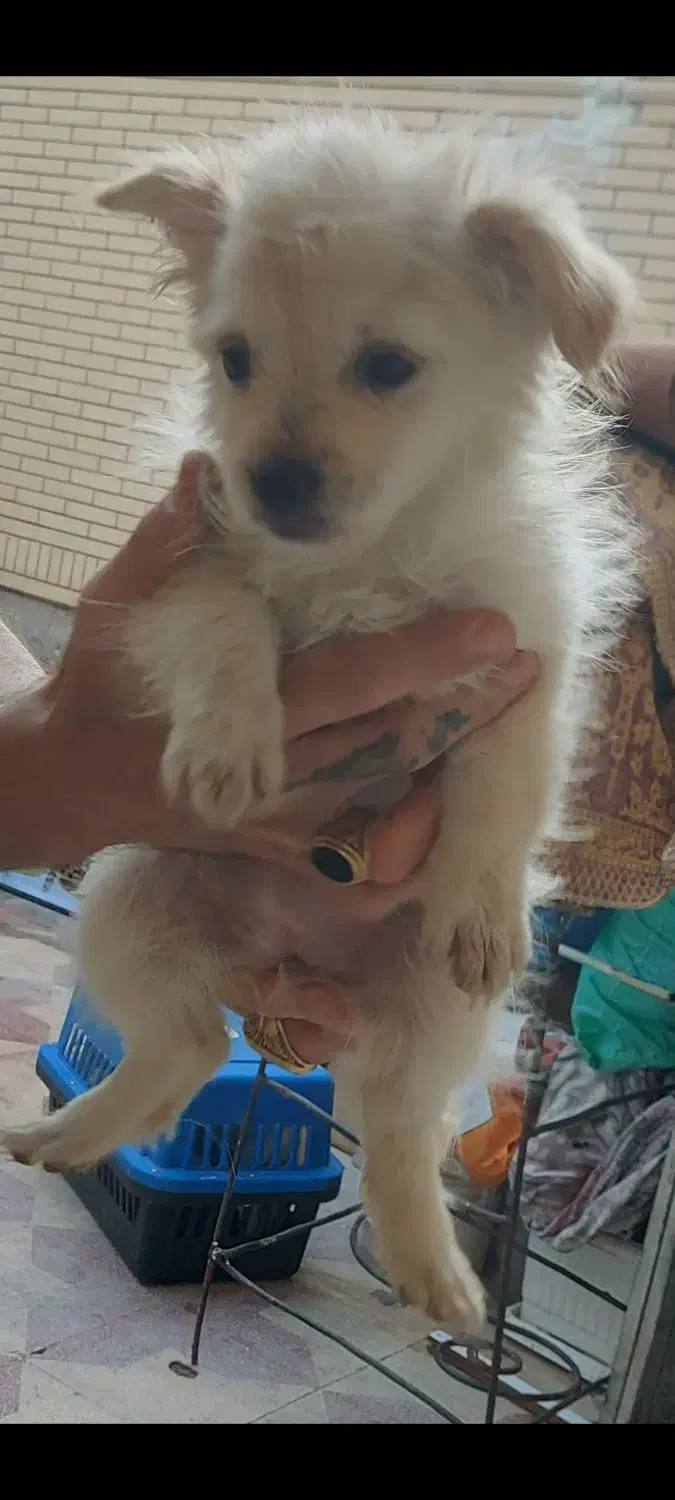 حیوان.سگ|سگ|شیراز, شهرک والفجر|دیوار