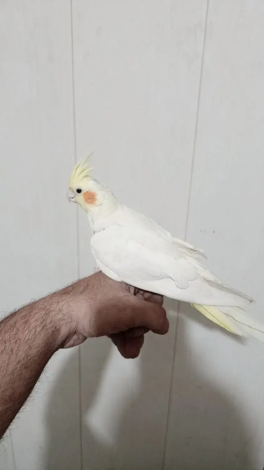 ۳تا طوطی عروس با قفس|پرنده|تهران, کرمان|دیوار