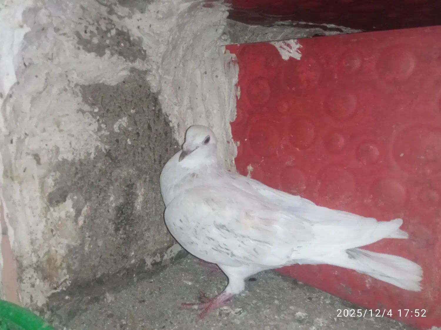 دورگ|پرنده|شوش, |دیوار