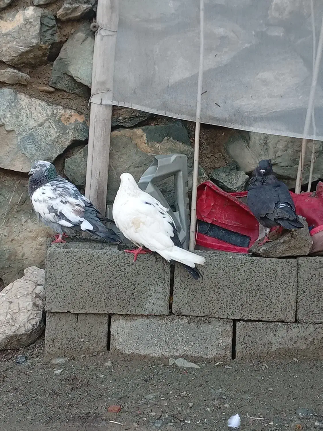 کبوتر|پرنده|مریوان, |دیوار