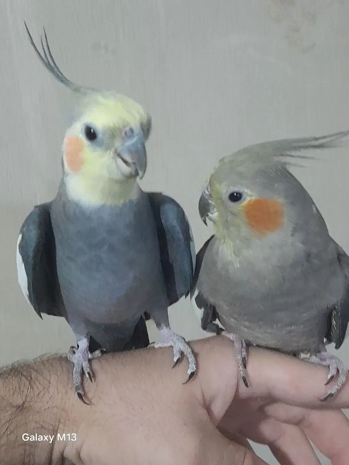 یک جفت مولد با ۳ جوجه  دو ماهه  سالم و سرحال|پرنده|ری, فیروزآبادی|دیوار