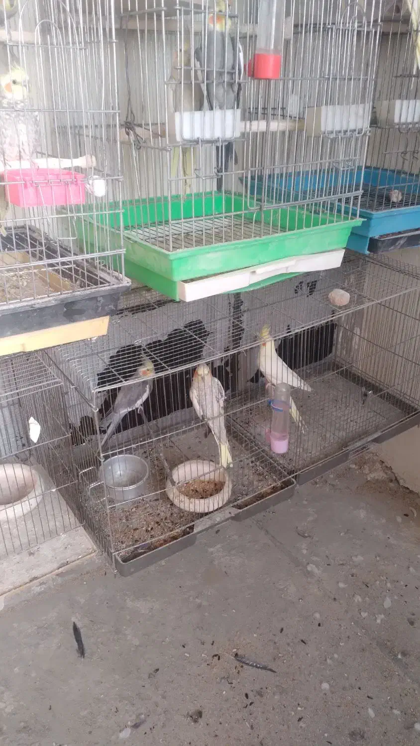 انواع‌طوطی‌ها‌به‌قیمت‌مناسب|پرنده|لالجین, |دیوار