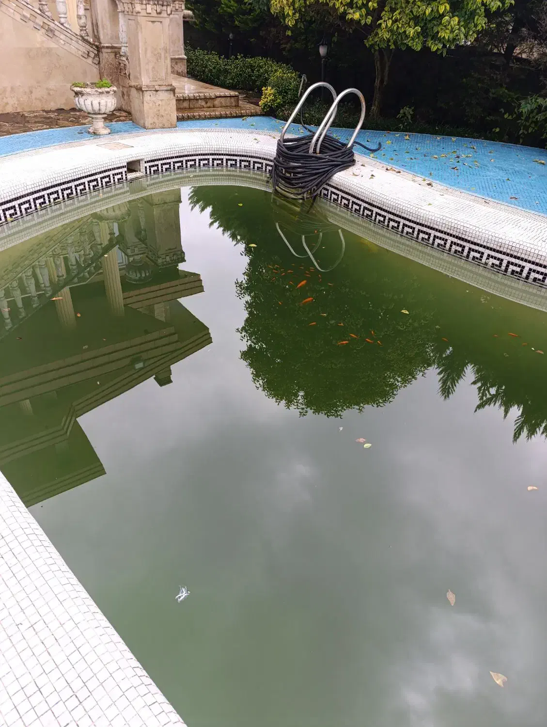 ماهی قرمز|ماهی|نوشهر, |دیوار