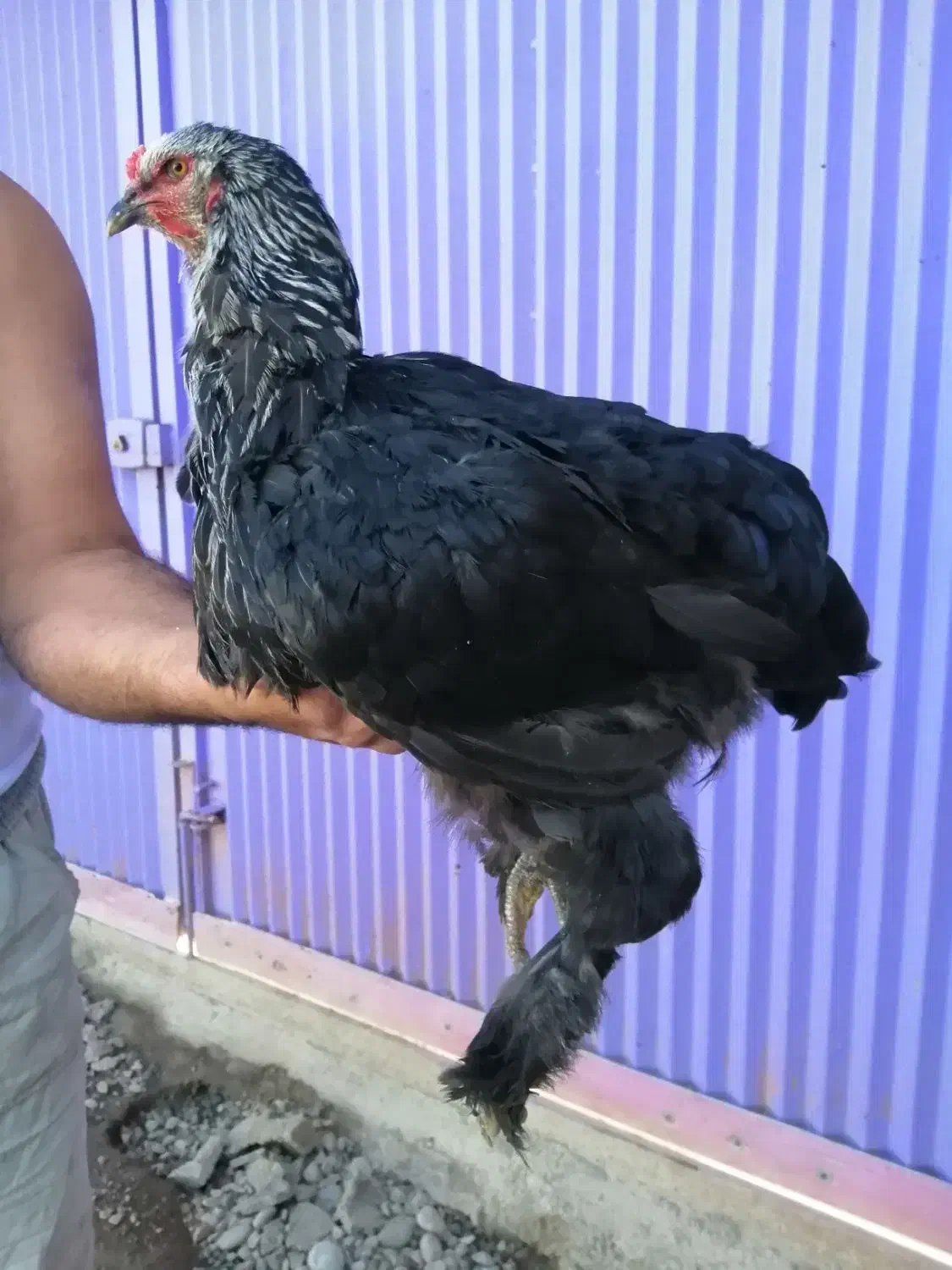 مرغ ونیمچه خروس وجوجه برهما|حیوانات مزرعه|قائم‌شهر, |دیوار