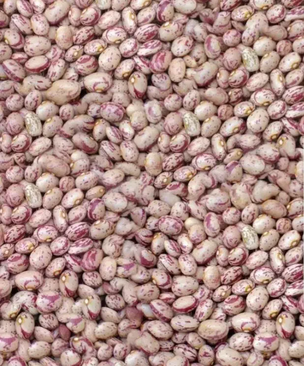 لوبیا چیتی درجه یک|عمدهفروشی|شال, |دیوار