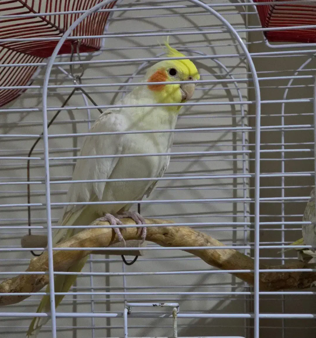 عروس هلندی|پرنده|تهران, شهرک محلاتی|دیوار