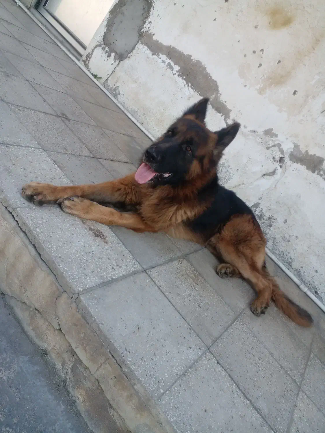 سگ ژرمن|سگ|بابل, |دیوار