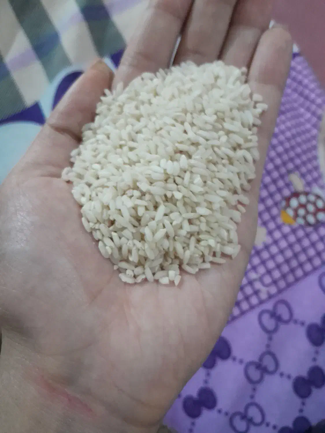 برنج|خوردنی و آشامیدنی|ایذه, |دیوار