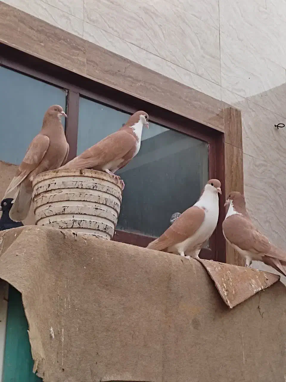 16عدد کفتر|پرنده|اردکان, |دیوار