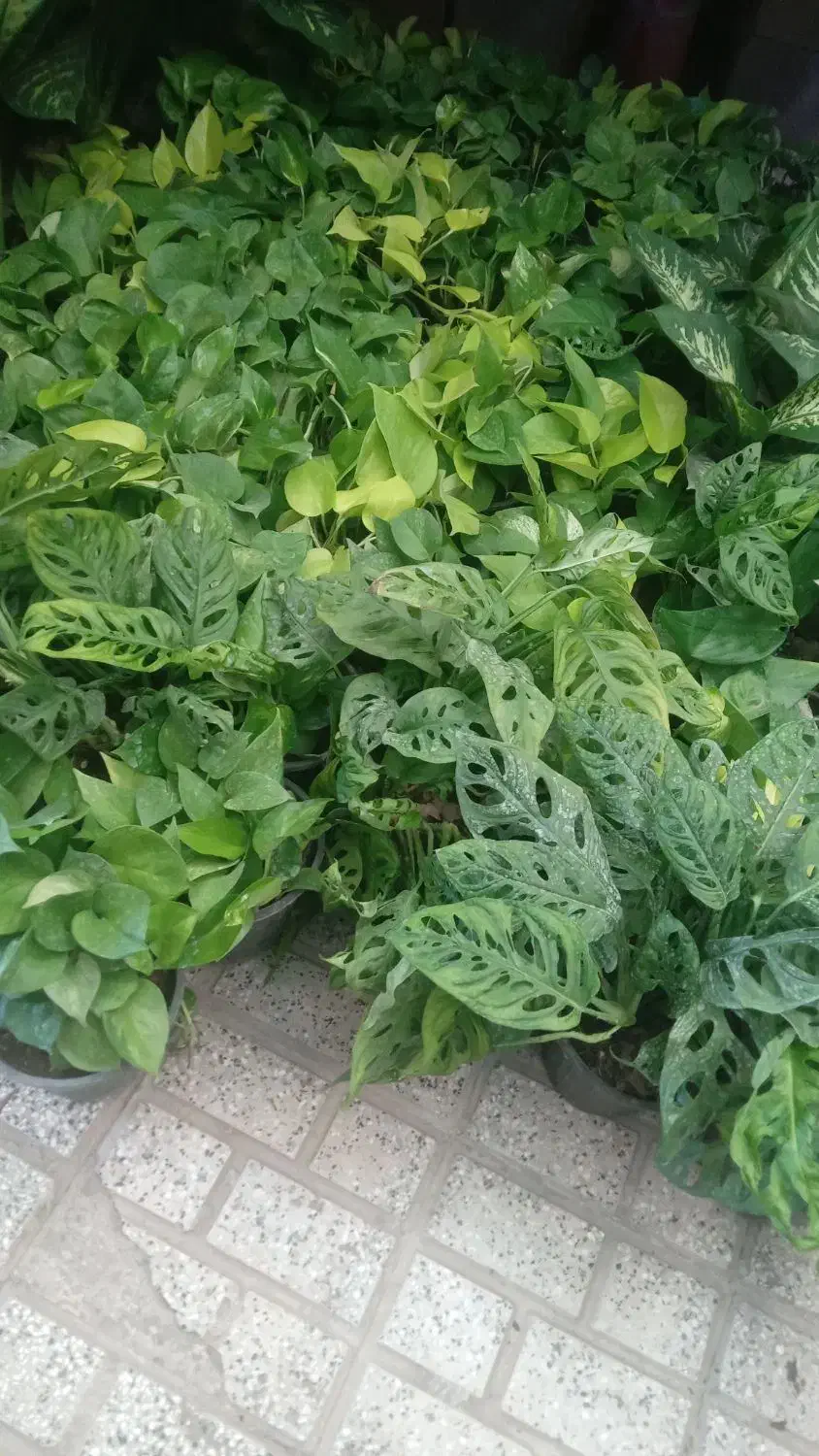 تمام گلها  از ۱۰۰تا ۱۵۰هزار حراج|گل و گیاه طبیعی|نیشابور, ناسیونال|دیوار