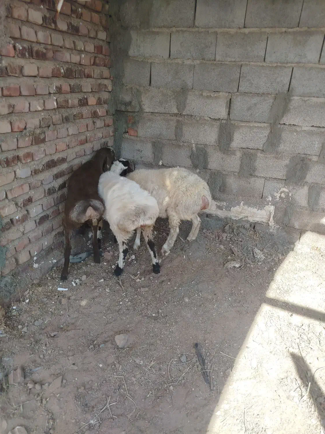 سه راس بره چینی درجه یک|حیوانات مزرعه|زرند, |دیوار