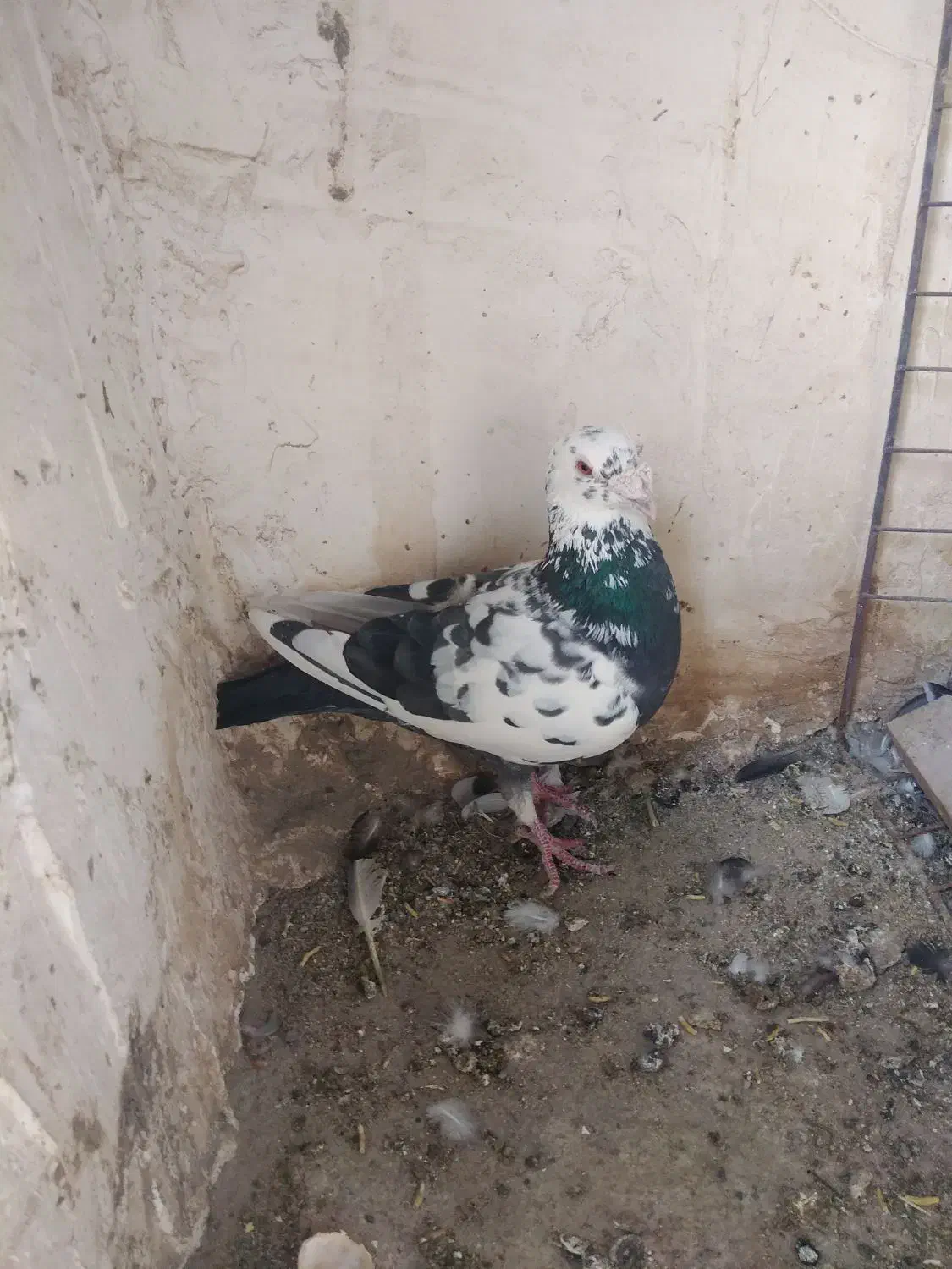 نر سوسکی سیاه|پرنده|بیرجند, |دیوار