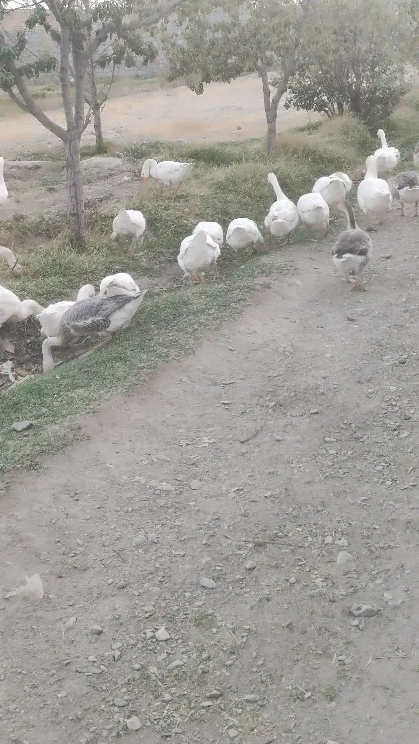 قوغاز|حیوانات مزرعه|چناران, |دیوار