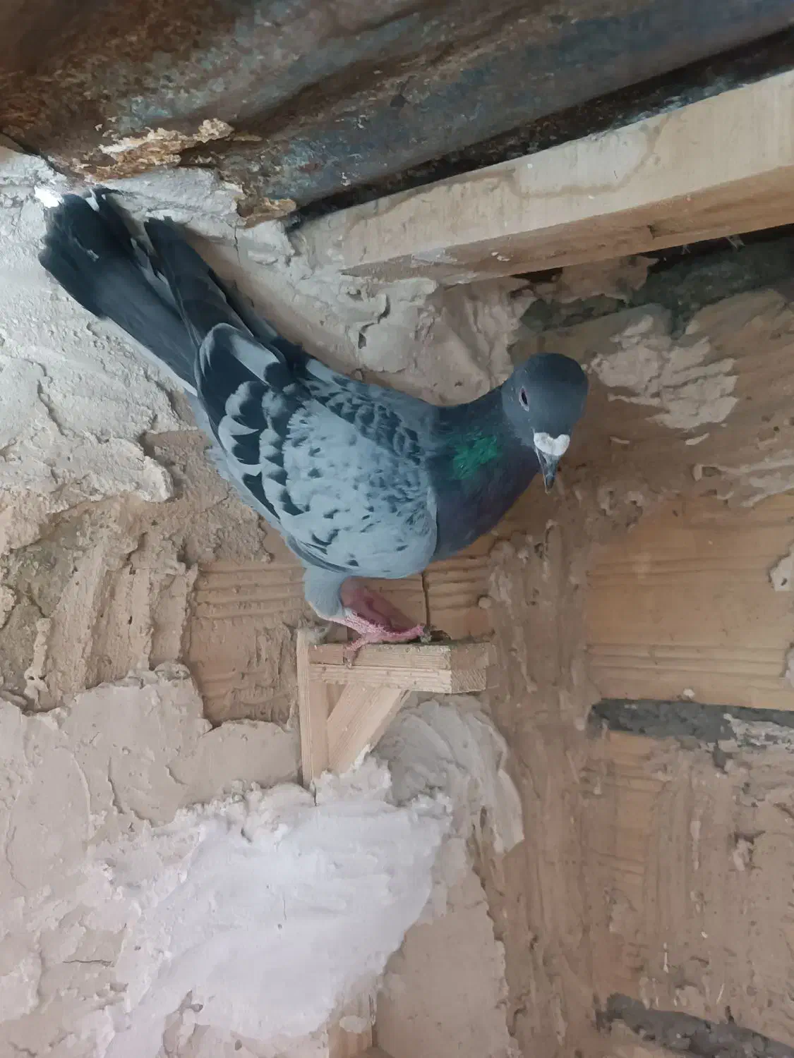 کفتر ابلق افغانی|حیوانات|مشهد, بهمن|دیوار