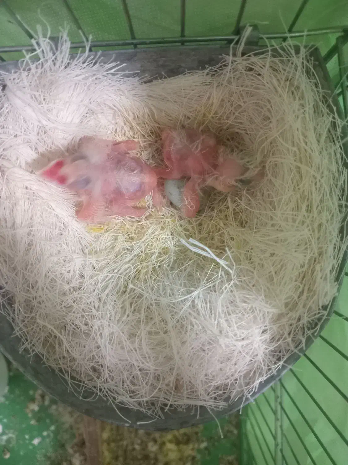 قناری با جوجه|پرنده|همدان, |دیوار