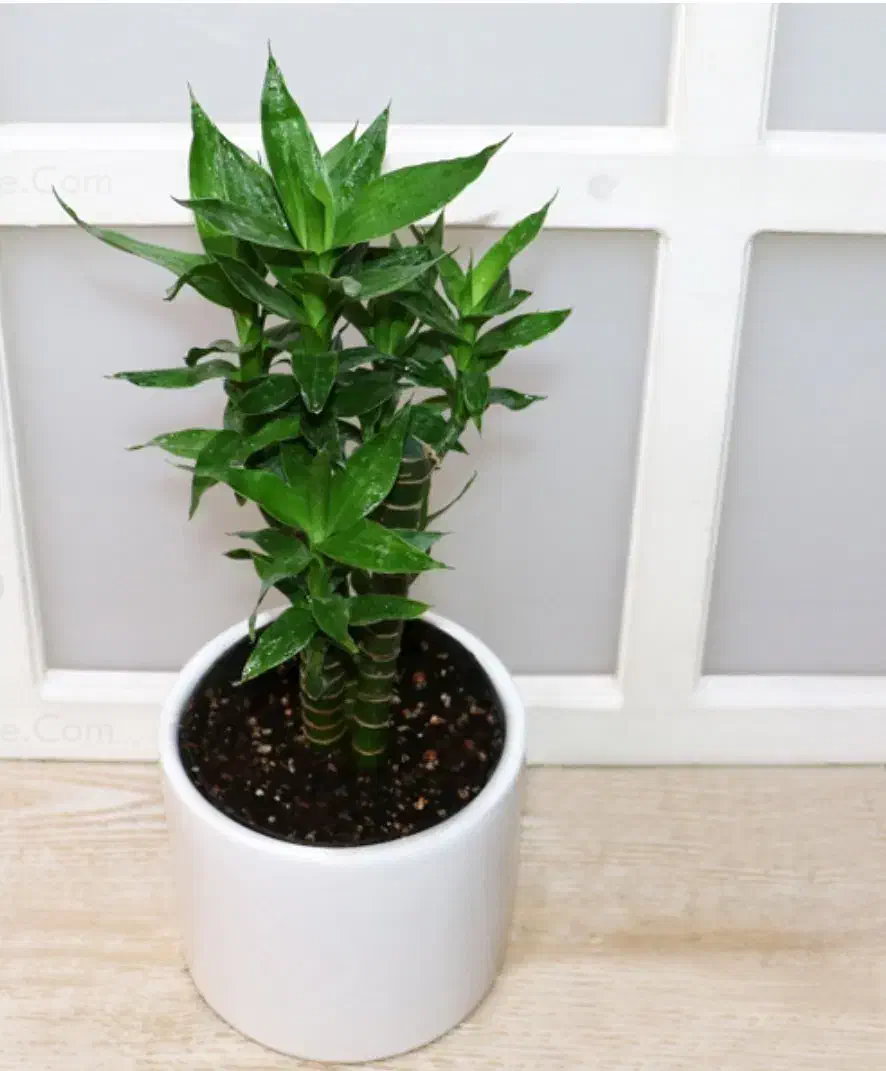 گل بامبو لوتوس خاکی|گل و گیاه طبیعی|شیراز, شهرک گلستان|دیوار