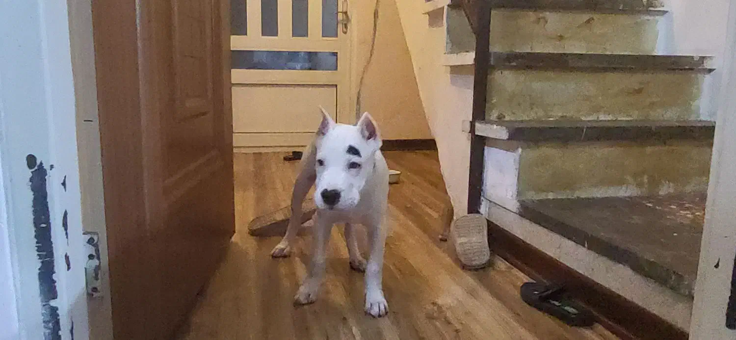 دوگو آرژانتینو|سگ|سمنان, |دیوار