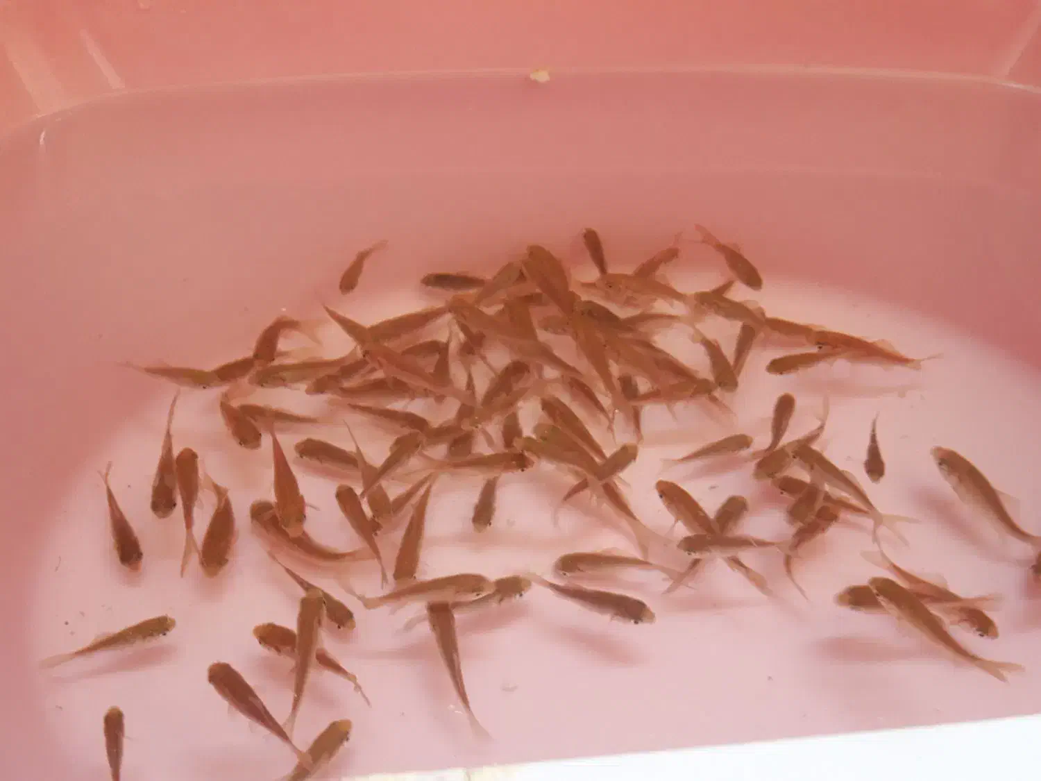 ماهی|ماهی|فولادشهر, B5|دیوار