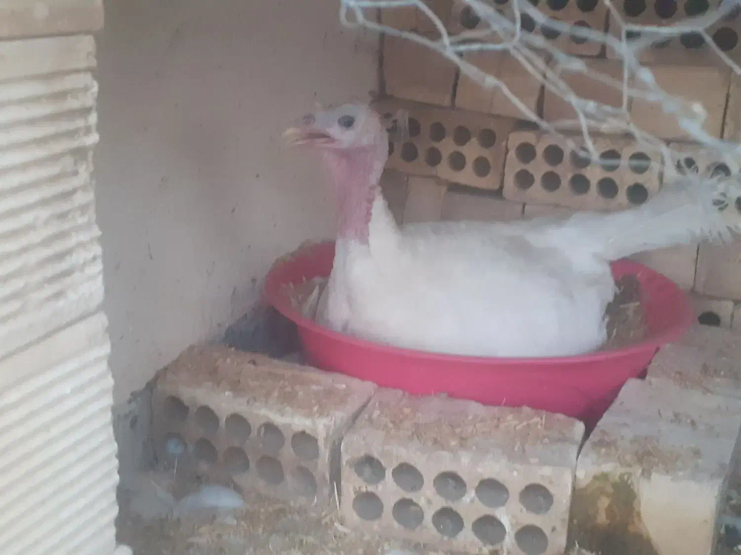 بوقلمون بیوتی اصل|حیوانات مزرعه|برخوار, |دیوار