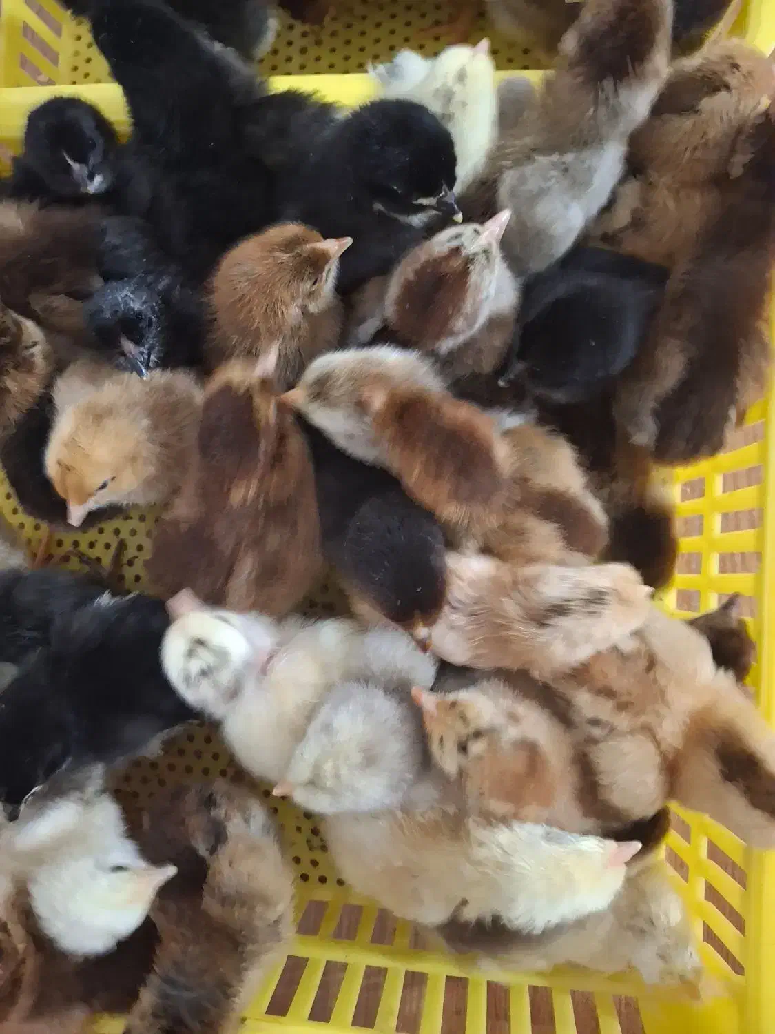 جوجه مرغ|حیوانات مزرعه|گوراب زرمیخ, |دیوار