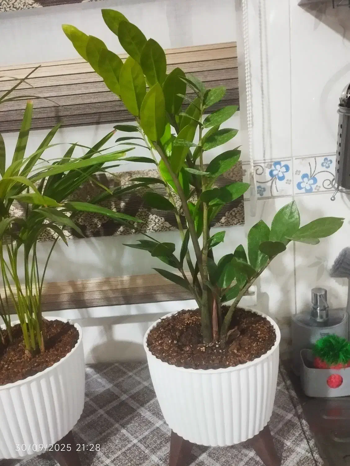 زاموفیلیا سبز|گل و گیاه طبیعی|الیگودرز, |دیوار