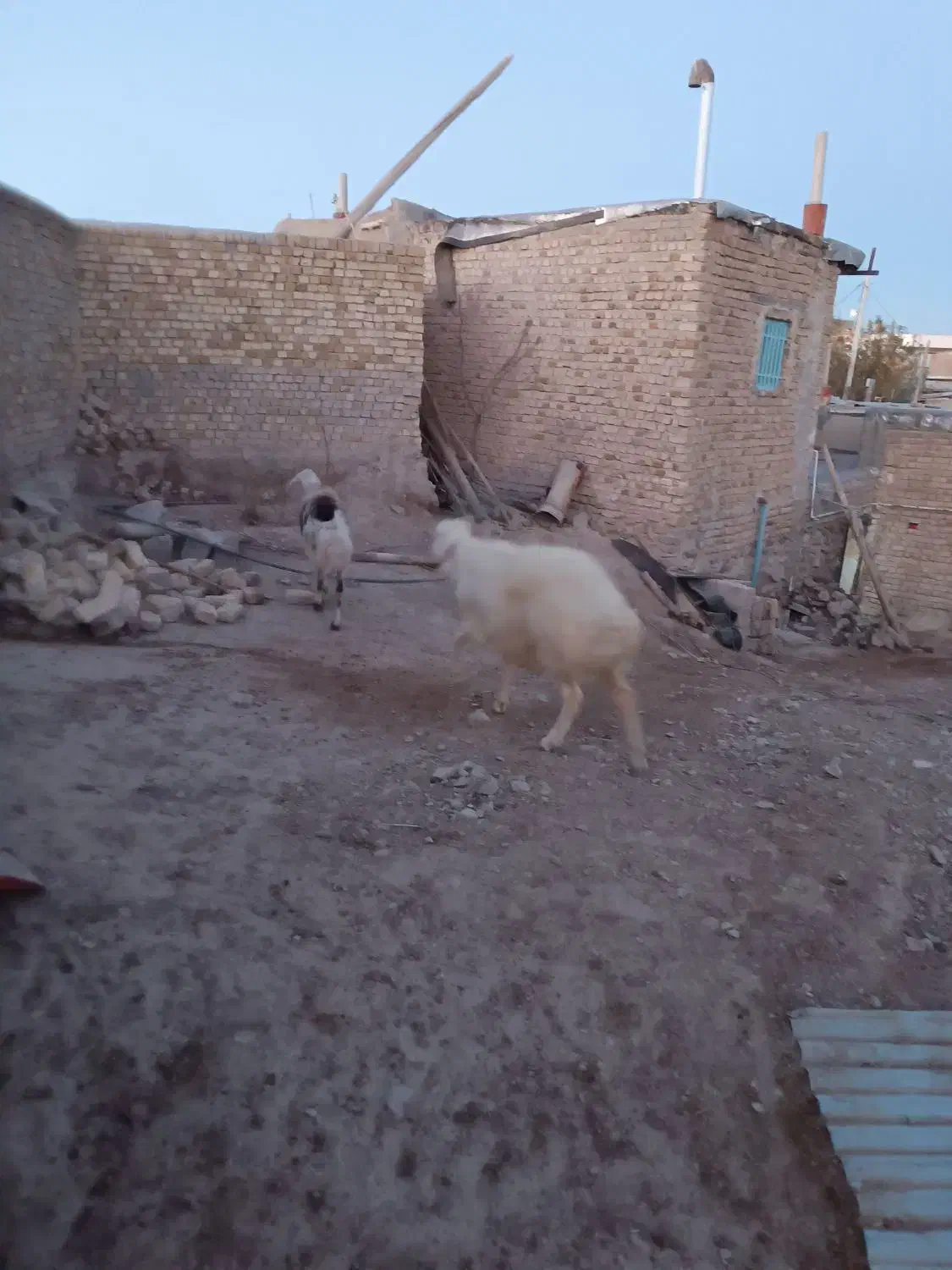 قوچ پلنگی|حیوانات مزرعه|رزن, |دیوار