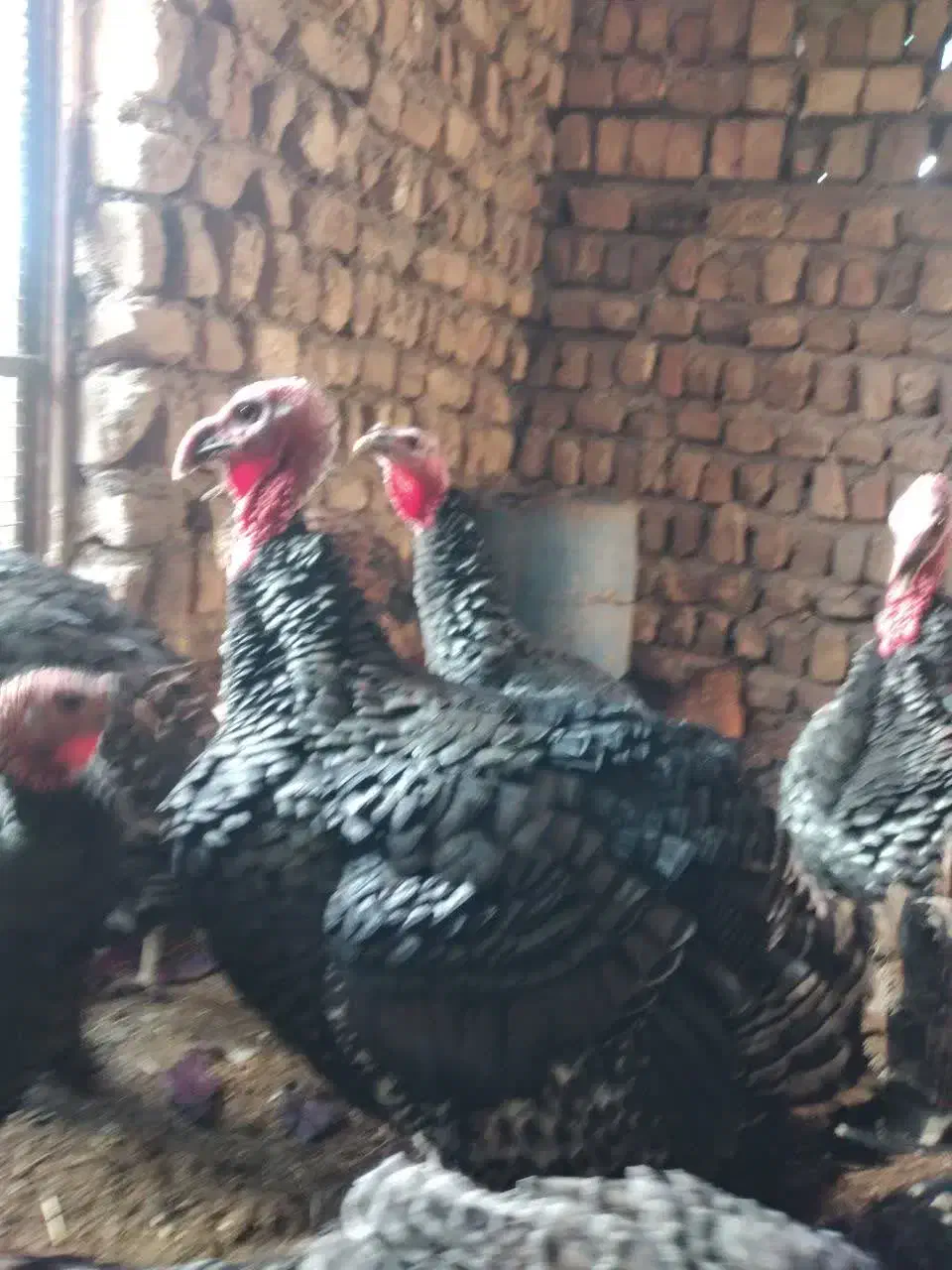 بوقلمون|حیوانات مزرعه|ساوه, |دیوار