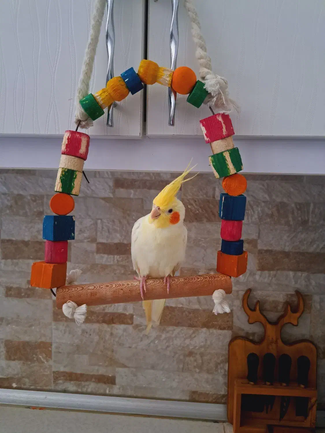 عروس هلندی|پرنده|جم, |دیوار