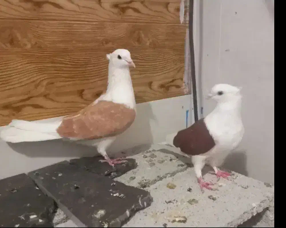 کفترپاپرلی اوجا|پرنده|شاهین‌شهر, عطار|دیوار