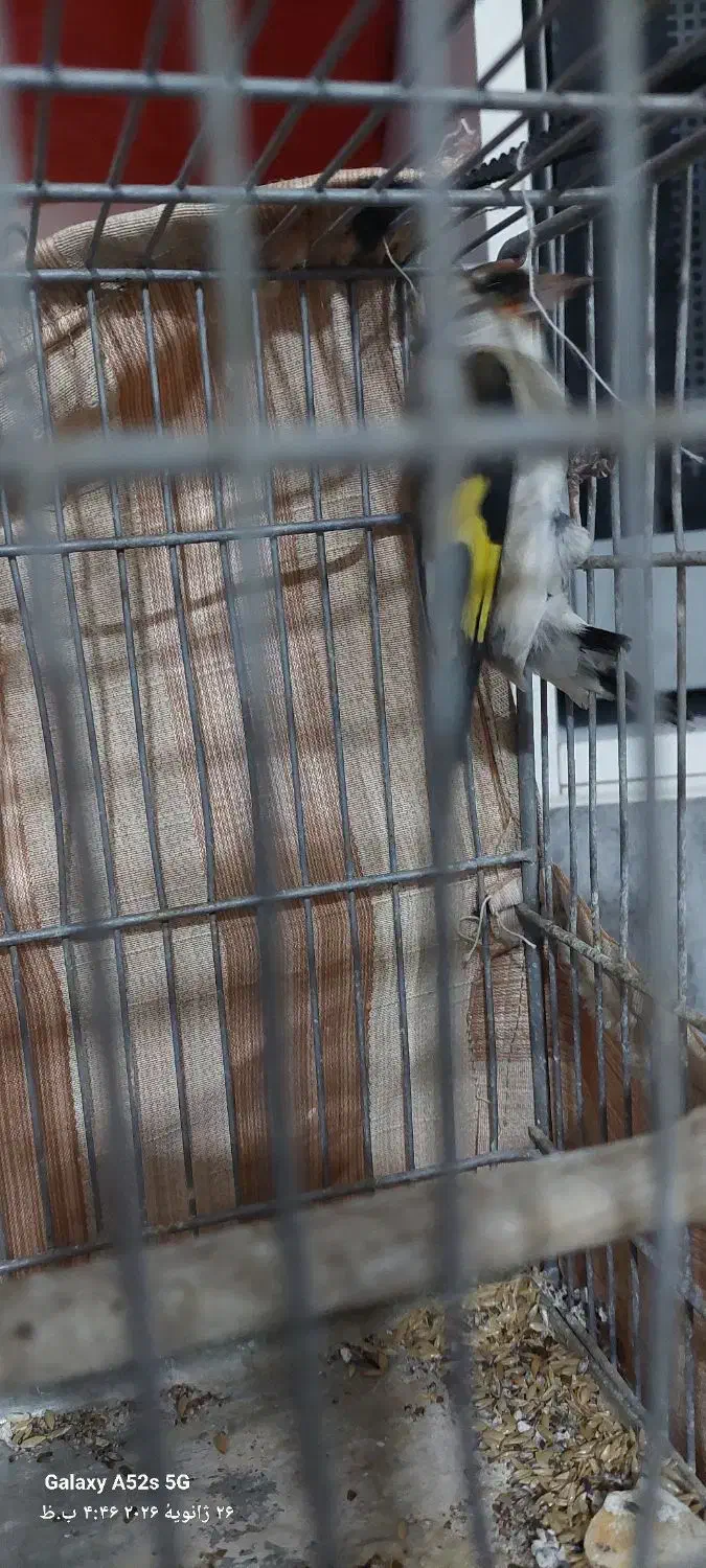 پرنده|پرنده|تربت جام, حافظ|دیوار