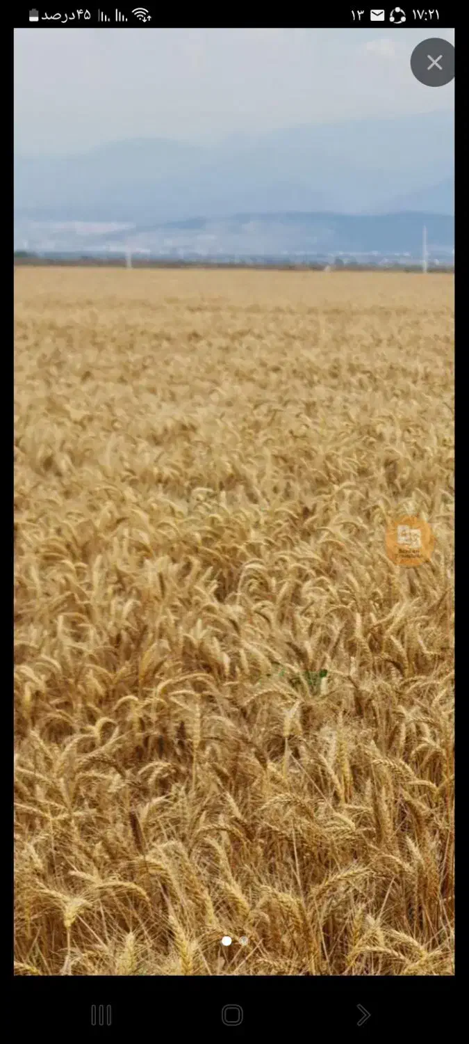 گندم شبرنگ|گل و گیاه طبیعی|سرپل ذهاب, |دیوار