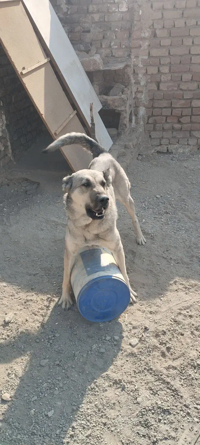 سگ پژدر سرابی|سگ|باقرشهر, |دیوار