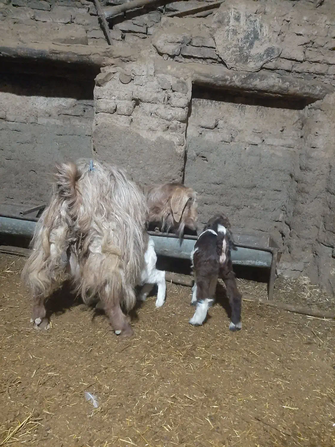 بزدوقلو زا لون سالم وشیرا|حیوانات مزرعه|بروجرد, |دیوار