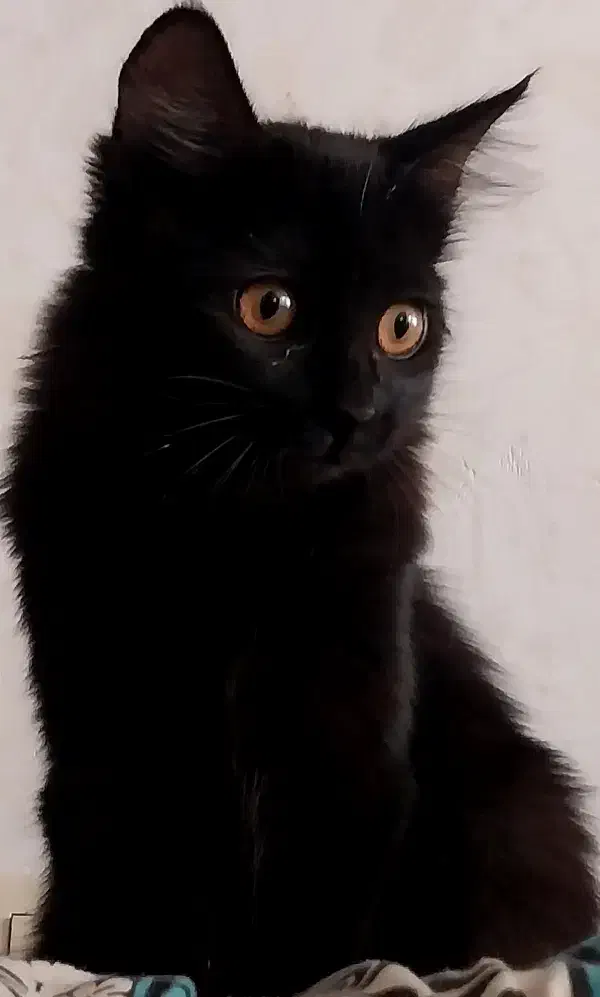 واگذاری رایگان بچه گربه|گربه|مشهد, شهید شهریاری|دیوار