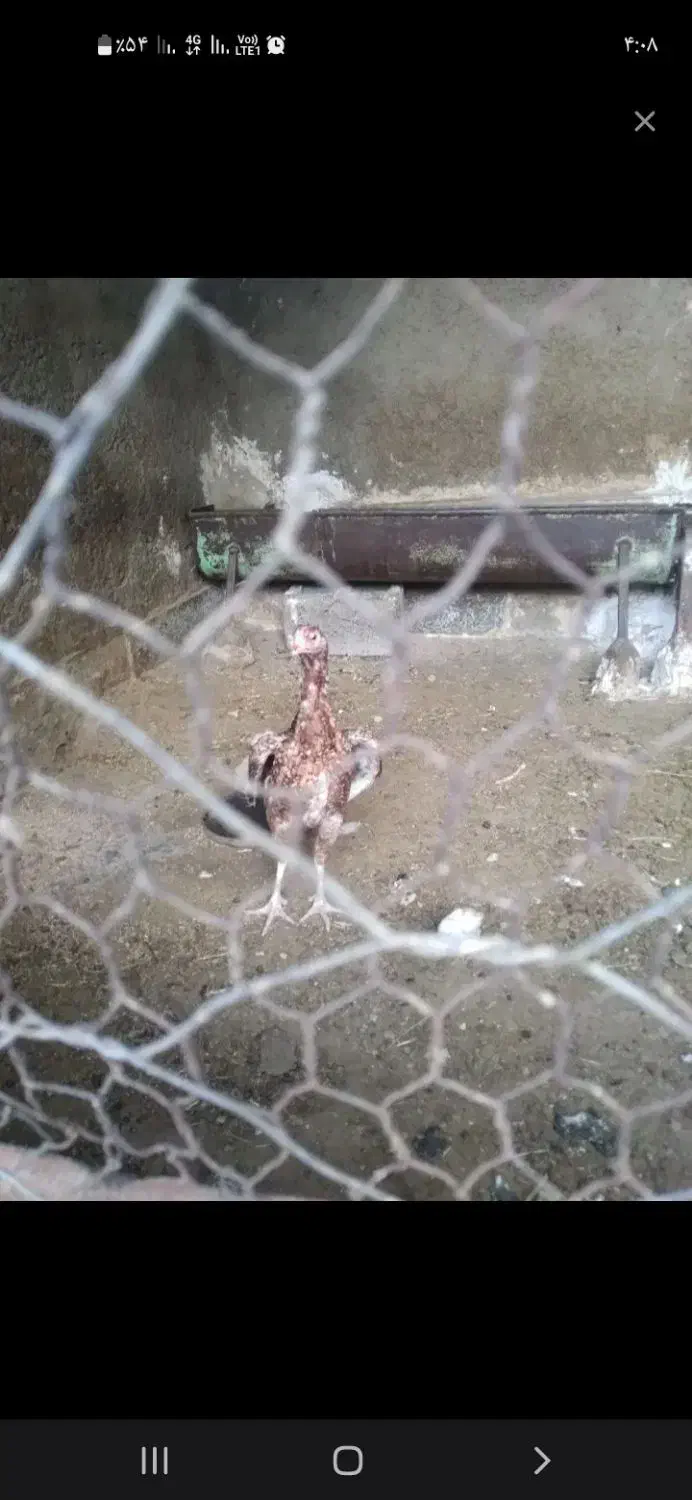 لاری|حیوانات مزرعه|زاهدان, |دیوار