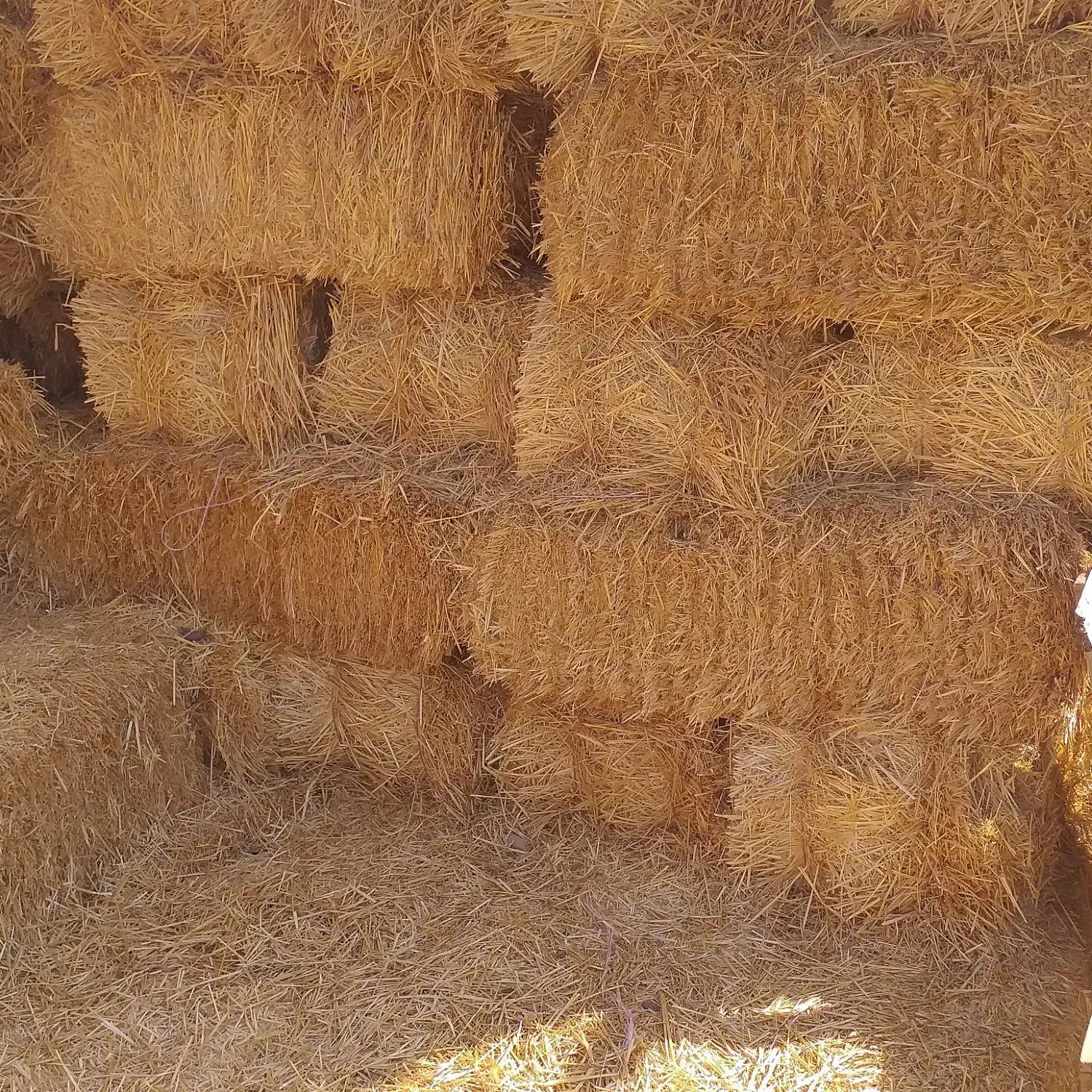 کاه یا کولش،گندم،اتن،موجود،میباشد|حیوانات مزرعه|باغستان, |دیوار