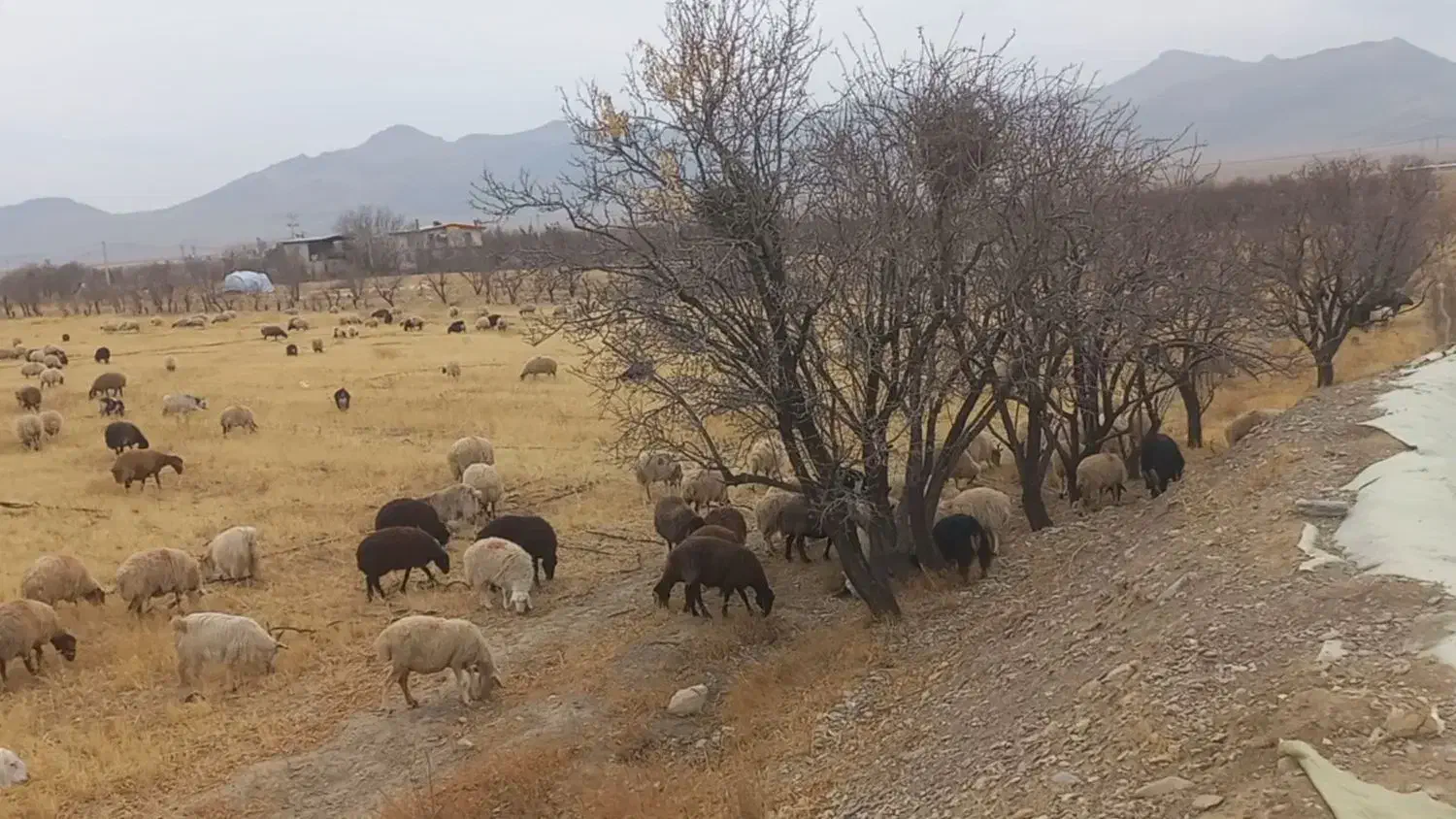 فروش فوری ۱۵۰ راس میش بومی|حیوانات مزرعه|گلپایگان, |دیوار