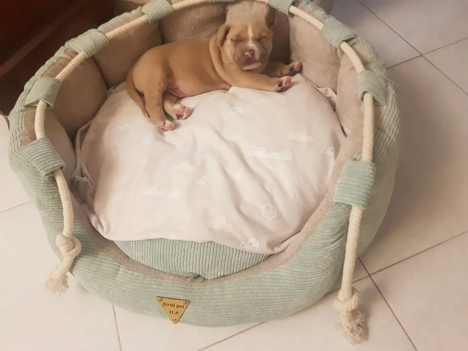 سگ پیت بول ۳ ماه|سگ|پردیس, فاز ۱|دیوار