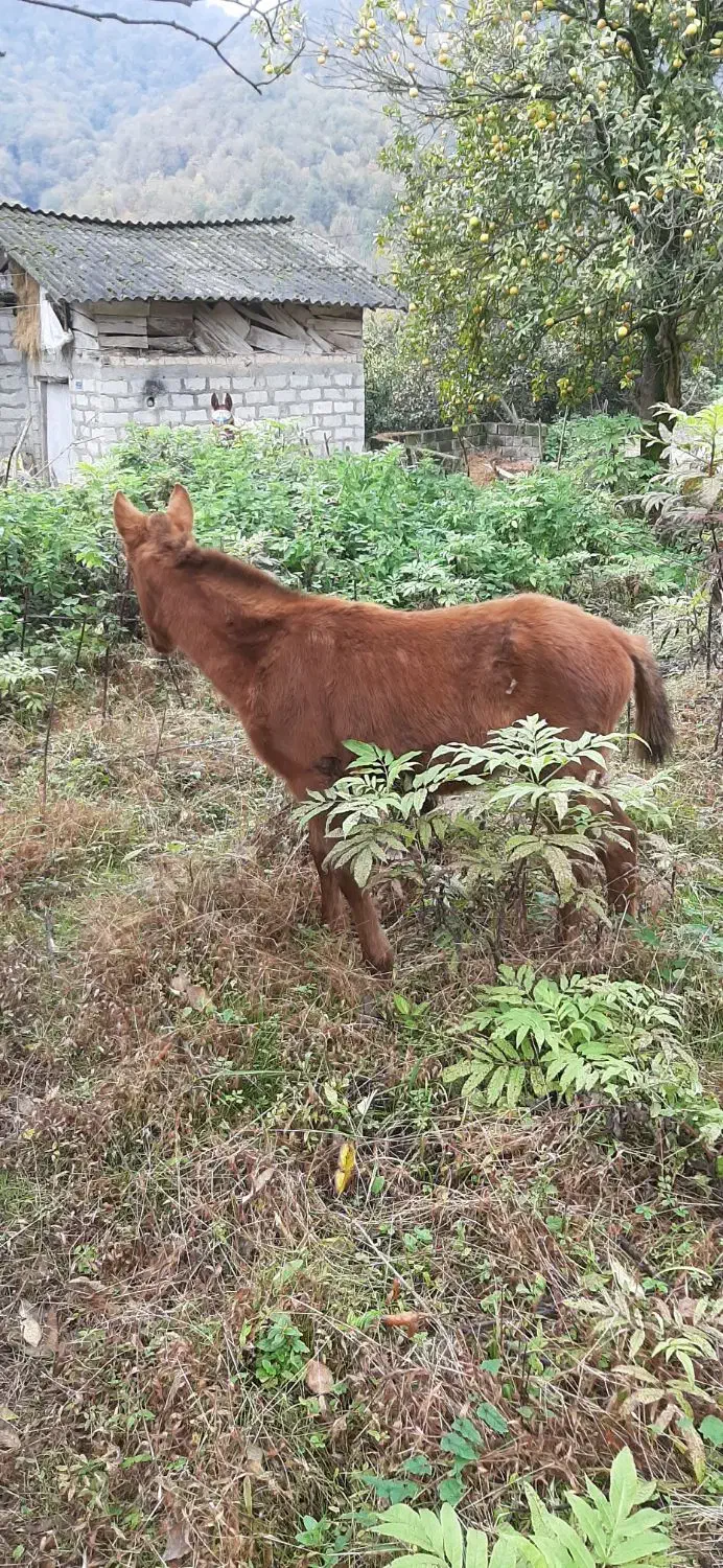 معاوضه هم انجام میدم با گوسفند چیزی ک به کارم بیاد|حیوانات مزرعه|نشتارود, |دیوار