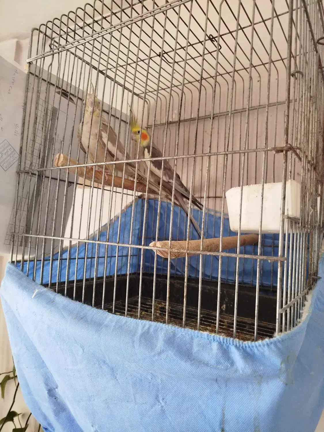 عروس هلندی عروس طوطی|پرنده|قزوین, |دیوار