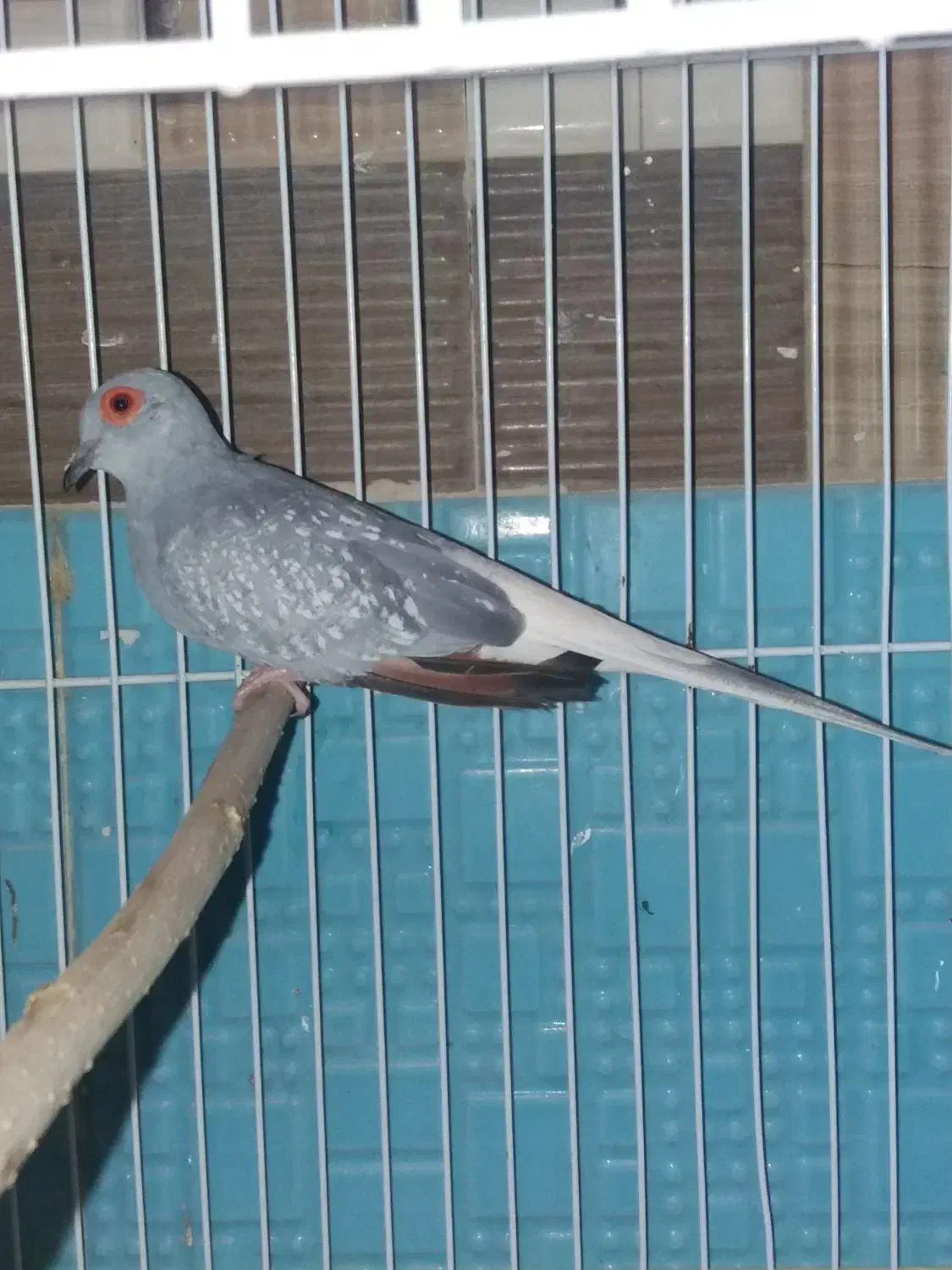 ی جفت کبوتر الماسی  مولد اندازه مرغ عشق|پرنده|تهران, شهرک علم و فناوری|دیوار